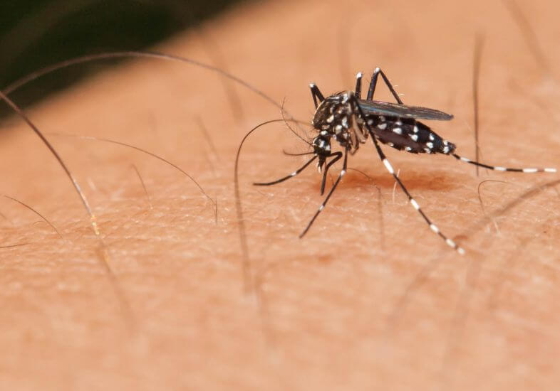 Saneamento básico é aliado no combate ao mosquito Aedes aegypti