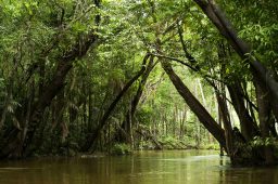 igarape rio corta a floresta amazonica