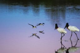 Projeto vai recuperar 700 km de rios no Pantanal