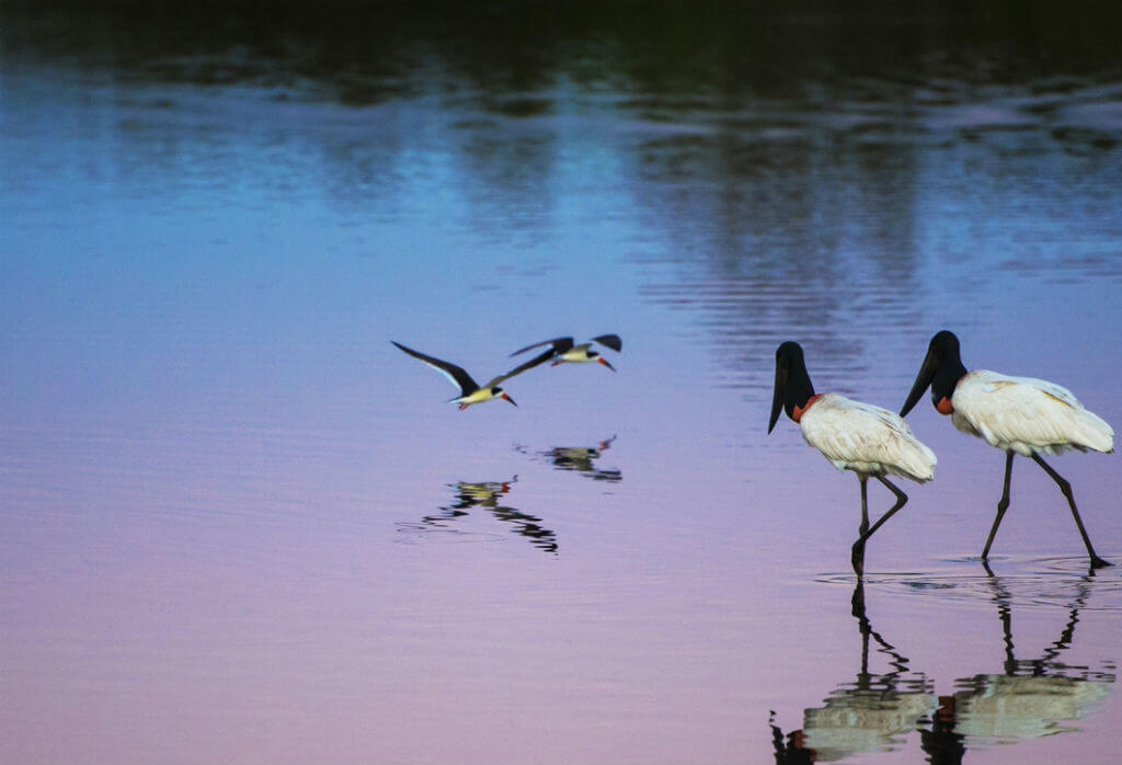 Projeto vai recuperar 700 km de rios no Pantanal