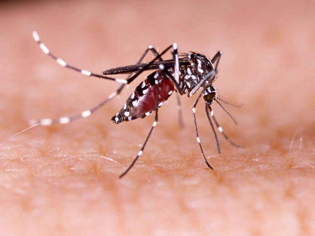 Saneamento básico é fundamental no combate ao Aedes