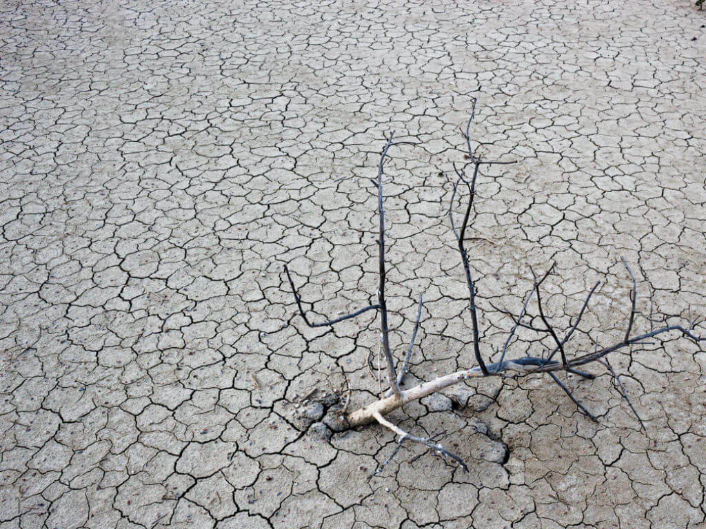 Quanto as florestas conseguem suportar em uma seca?