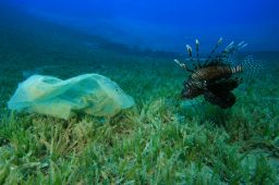 Estudo: mares e rios brasileiros sofrem com poluição por microplásticos