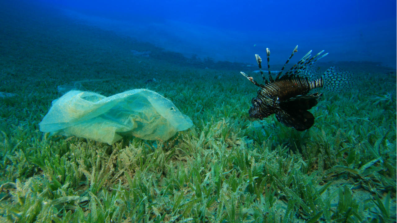 Estudo: mares e rios brasileiros sofrem com poluição por microplásticos