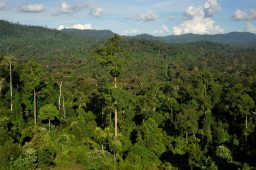 Florestas tropicais geram mais carbono do que capturam, diz estudo